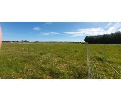 ¡Oportunidad única! Parcela rústica de 2.500m² en Fuente el Saz del Jarama por 28.000€