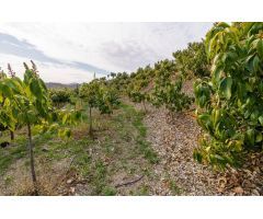 Terreno rural en Venta en Velez - Malaga, Málaga