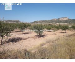 TERRENO AGRICOLA CON AGUA DE RIEGO Y CULTIVOS
