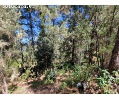 Terreno con Bosque de Pinos en Icod de los Vinos: Una Oportunidad Única