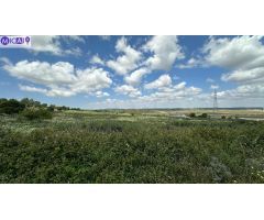 En venta 4 hectáreas sin construcción en el Pago de la Guantera (Medina Sidonia)