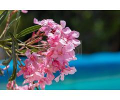 VILLA ZONA GOLF CLUB CALETA DE FUSTE
