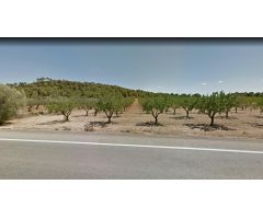 Finca rústica plantada con mas de 200 almendros
