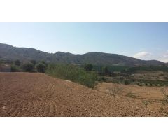 TERRENO RUSTICO EN ORIHUELA  TOTALMENTE VALLADO CON NAVE