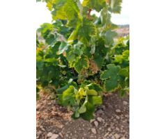 Parcela en Venta en Abanillas, Murcia