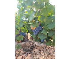 Parcela en Venta en Abanillas, Murcia