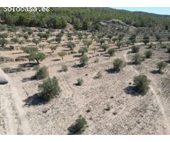 Parcela en Venta en Pinoso, Alicante