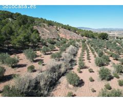 Parcela en Venta en Pinoso, Alicante