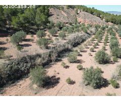 Parcela en Venta en Pinoso, Alicante