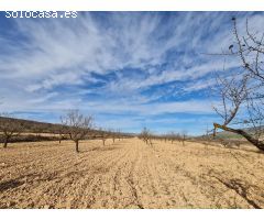 Parcela en Venta en Yecla, Murcia
