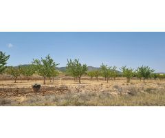 Parcela en Venta en Yecla, Murcia