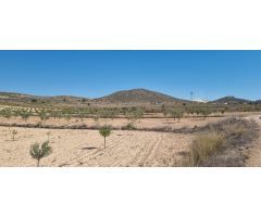 Parcela en Venta en Jumilla, Murcia