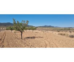 Parcela en Venta en Jumilla, Murcia