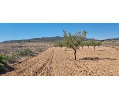 Parcela en Venta en Jumilla, Murcia