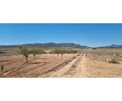 Parcela en Venta en Jumilla, Murcia