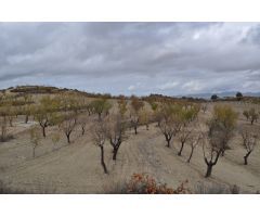 Parcela en Venta en Jumilla, Murcia