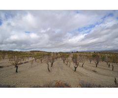 Parcela en Venta en Jumilla, Murcia