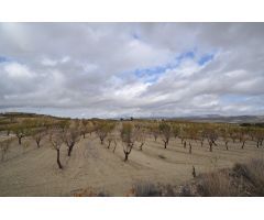 Parcela en Venta en Jumilla, Murcia