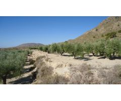 Parcela en Venta en Abanillas, Murcia