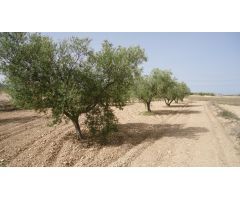 Parcela en Venta en Jumilla, Murcia