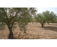 Parcela en Venta en Jumilla, Murcia
