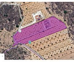 Parcela en Venta en Pinoso, Alicante