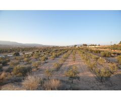 Parcela en Venta en Pinoso, Alicante