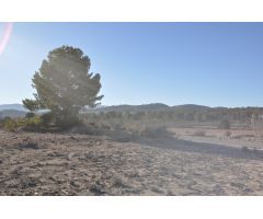 Parcela en Venta en Pinoso, Alicante