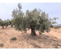 Parcela en Venta en Beneixama, Alicante