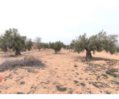 Parcela en Venta en Beneixama, Alicante