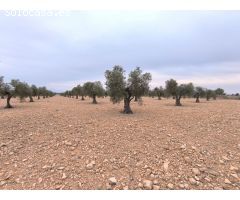 Parcela en Venta en Yecla, Murcia