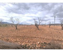 Parcela en Venta en Yecla, Murcia