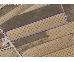 Parcela en Venta en Yecla, Murcia