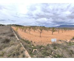 Parcela en Venta en Yecla, Murcia
