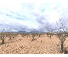 Parcela en Venta en Yecla, Murcia
