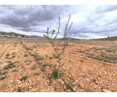Parcela en Venta en Yecla, Murcia