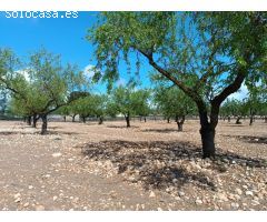 Parcela en Venta en Yecla, Murcia