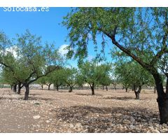 Parcela en Venta en Yecla, Murcia