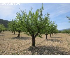 Parcela en Venta en Yecla, Murcia