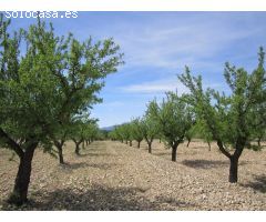 Parcela en Venta en Yecla, Murcia
