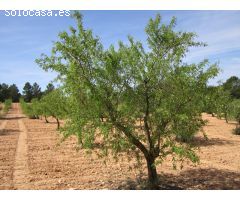 Parcela en Venta en Yecla, Murcia