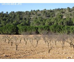 Parcela en Venta en Yecla, Murcia