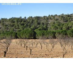 Parcela en Venta en Yecla, Murcia