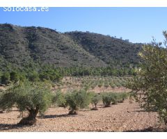 Parcela en Venta en Yecla, Murcia