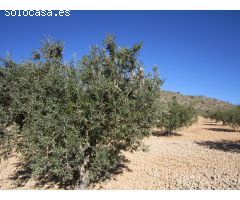 Parcela en Venta en Yecla, Murcia