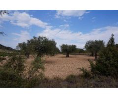 Parcela en Venta en Yecla, Murcia