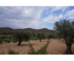 Parcela en Venta en Yecla, Murcia