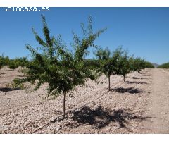 Parcela en Venta en Yecla, Murcia