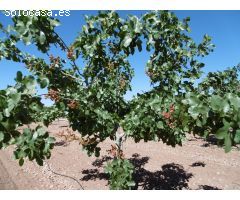 Parcela en Venta en Yecla, Murcia