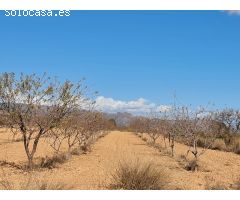 Parcela en Venta en Yecla, Murcia